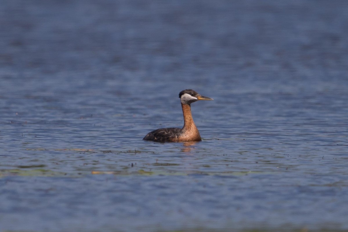 Red-necked Grebe - ML30764591