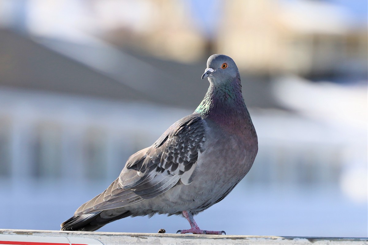 Rock Pigeon (Feral Pigeon) - ML307651831