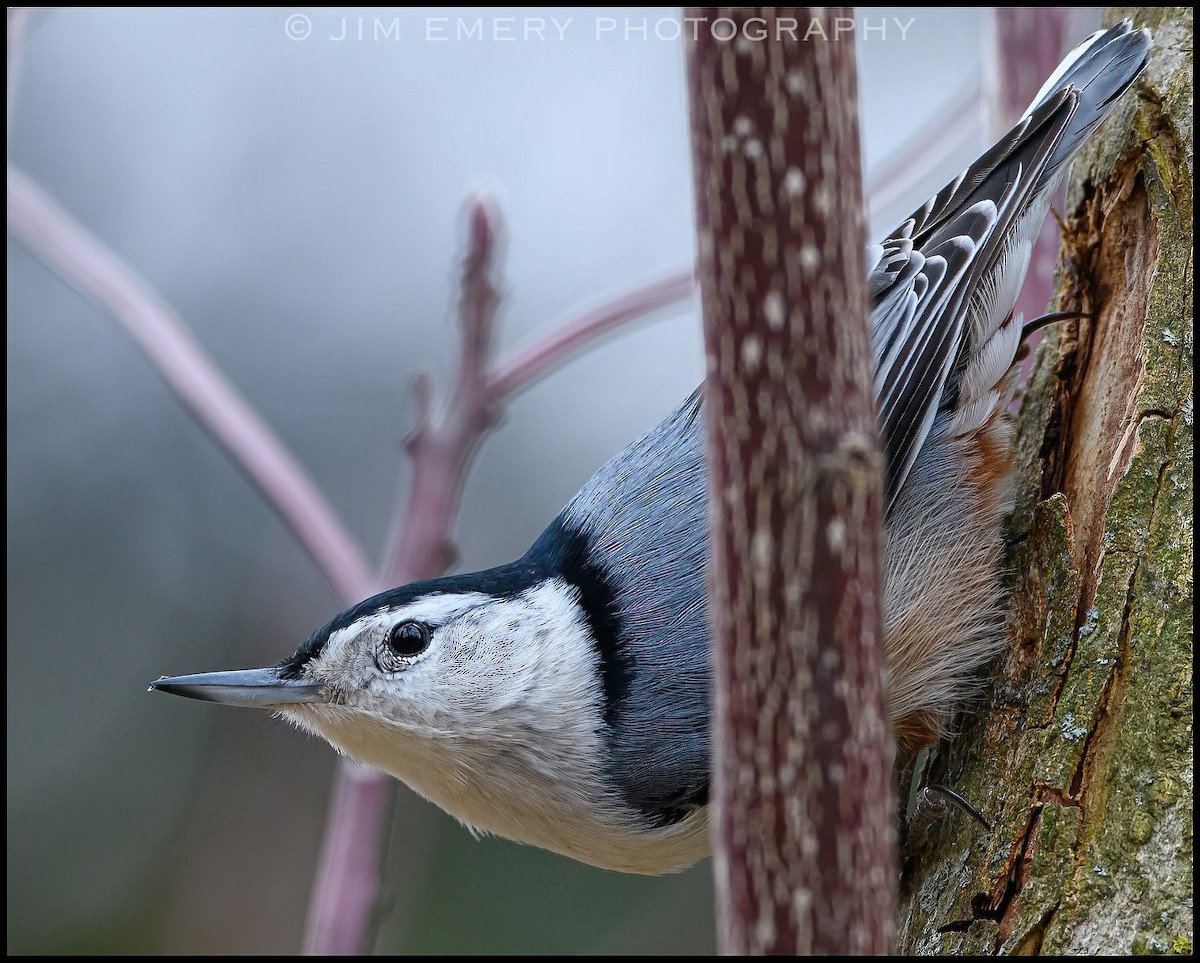 White-breasted Nuthatch - ML307666001