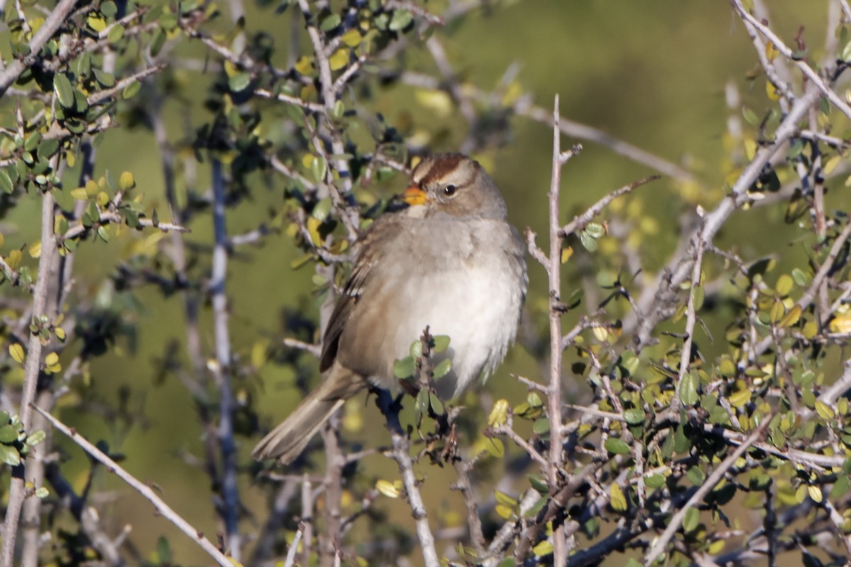 White-crowned Sparrow - Nancy Hamlett