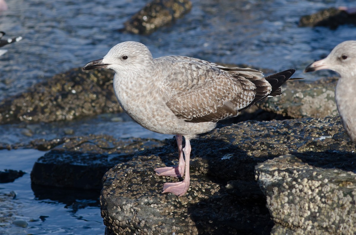 Herring x Lesser Black-backed Gull (hybrid) - Alix d'Entremont