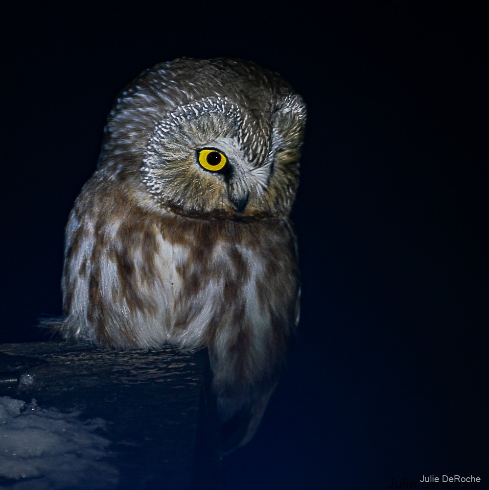Northern Saw-whet Owl - Julie Deroche