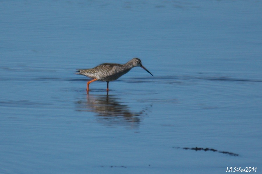 Spotted Redshank - ML307674561