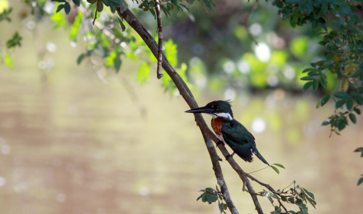 Amazon Kingfisher - Jay McGowan