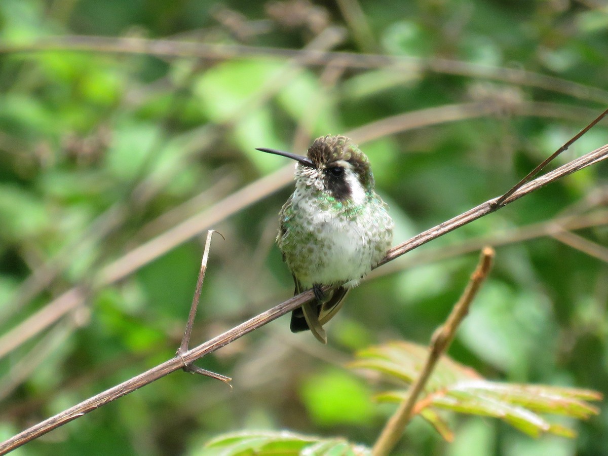 White-eared Hummingbird - John van Dort