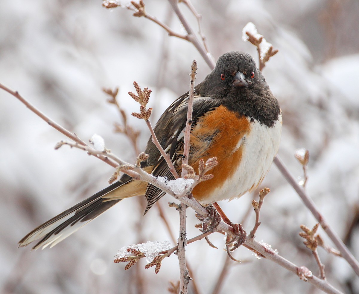Spotted Towhee - Alex George