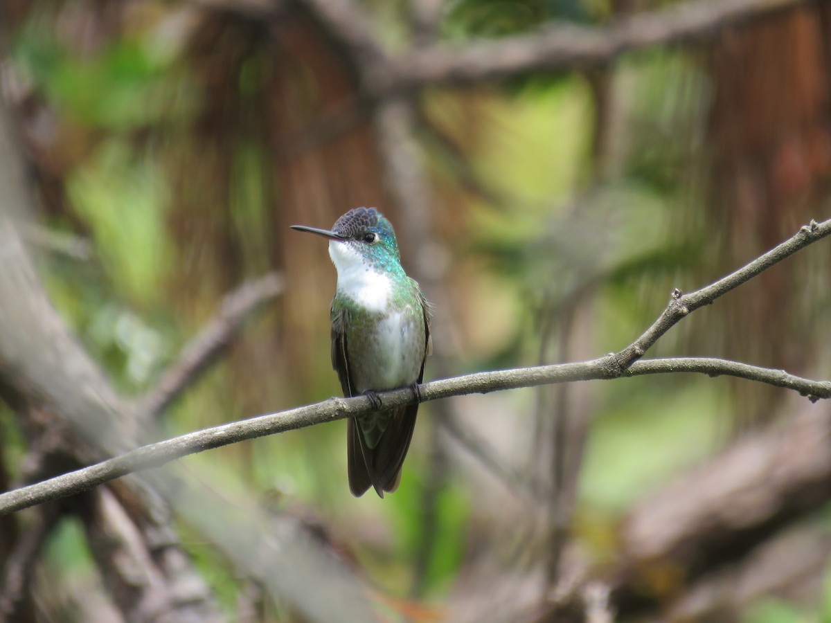 Azure-crowned Hummingbird - ML30768061