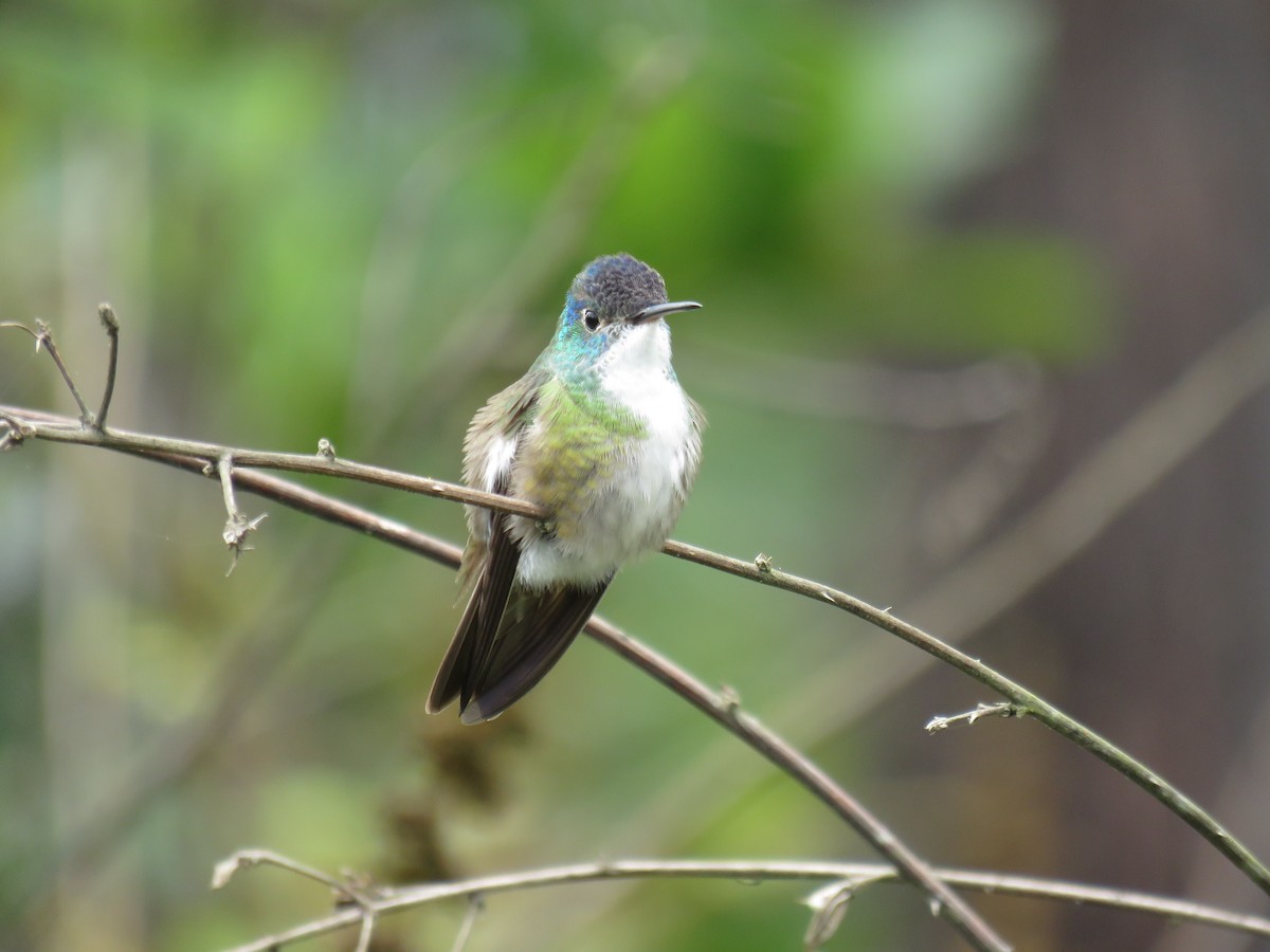Azure-crowned Hummingbird - John van Dort