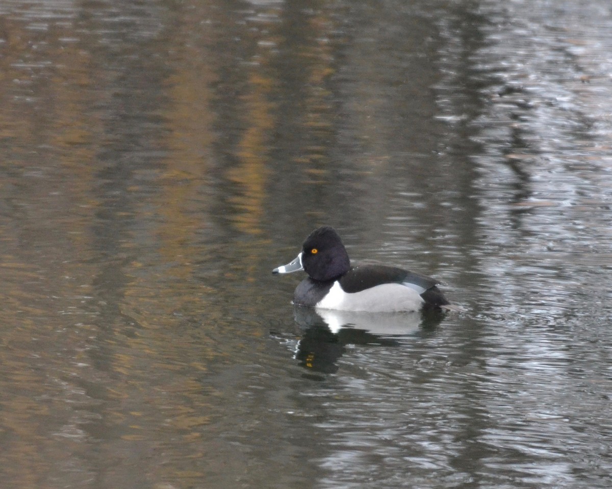 Ring-necked Duck - Peter Paul