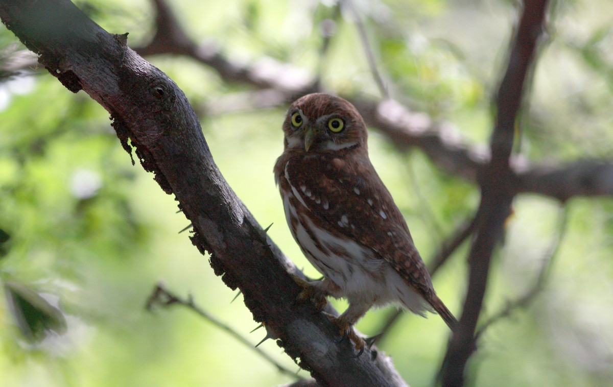 Ferruginous Pygmy-Owl - ML30768911