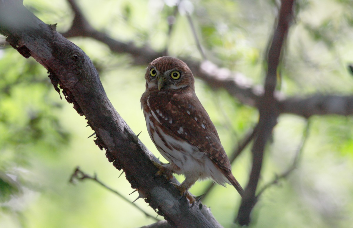 Ferruginous Pygmy-Owl - Jay McGowan