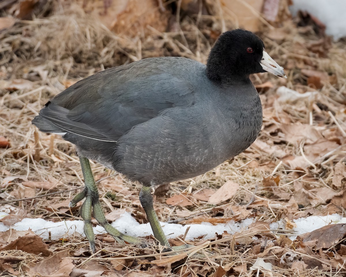 American Coot - Andy Wilson