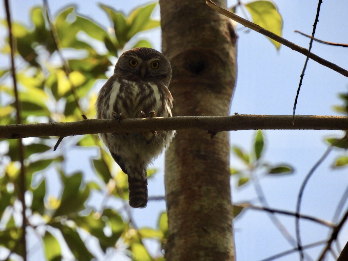 Ferruginous Pygmy-Owl - ML307699421