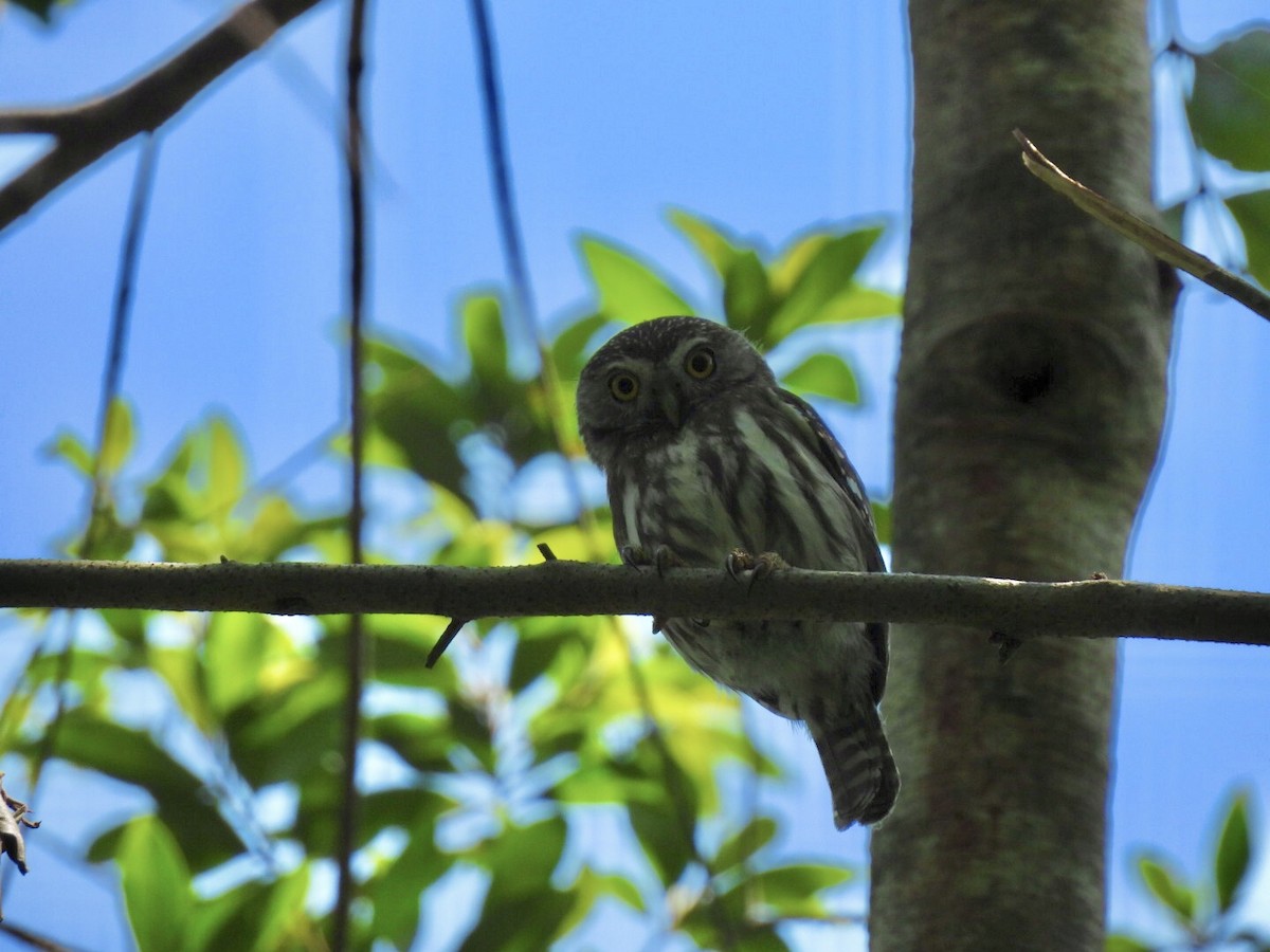 Ferruginous Pygmy-Owl - ML307699441