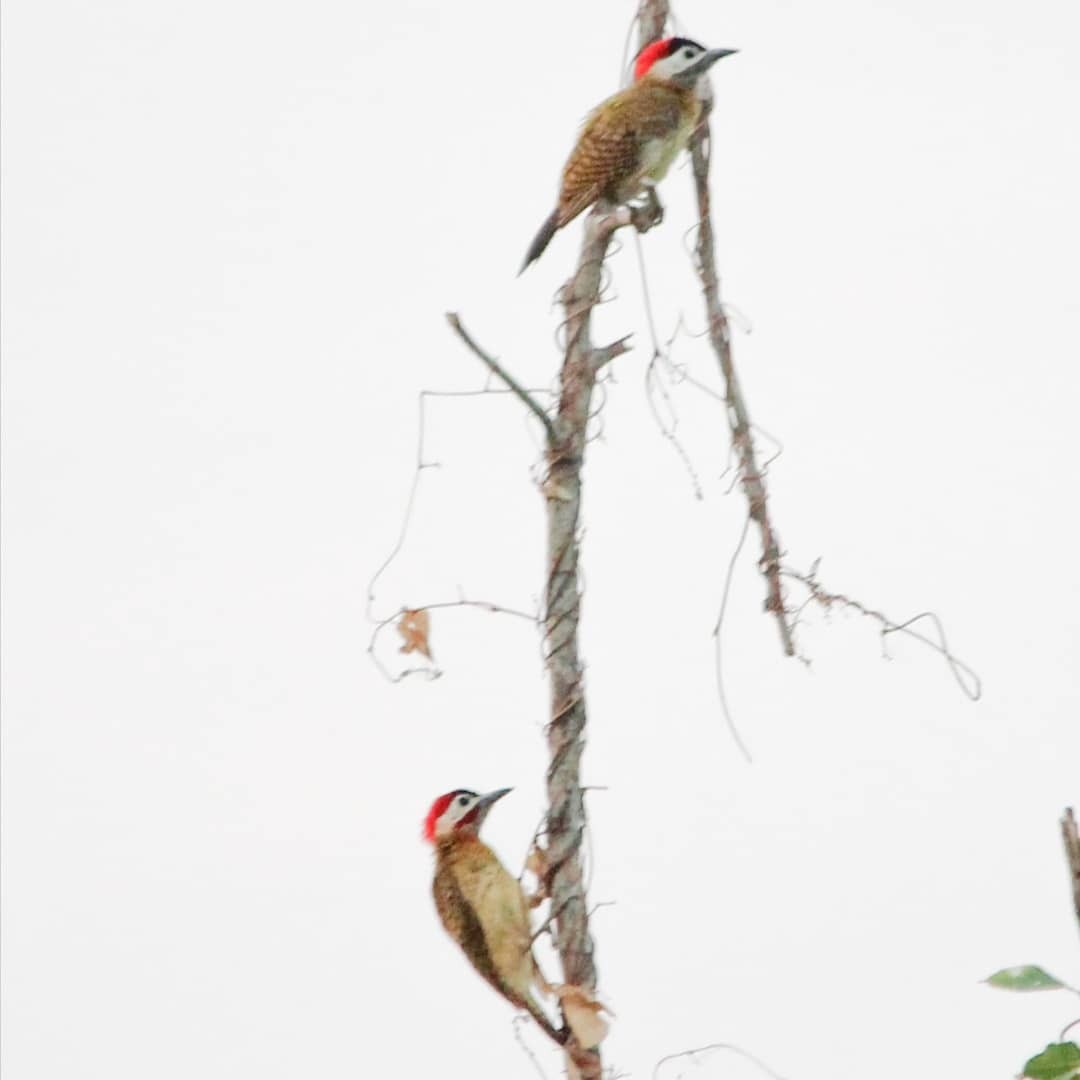 Spot-breasted Woodpecker - Paul 🐈🔭🦜 Rodríguez @elpuma