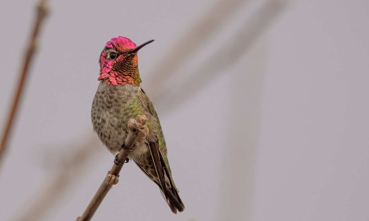 Anna's Hummingbird - Becky Matsubara
