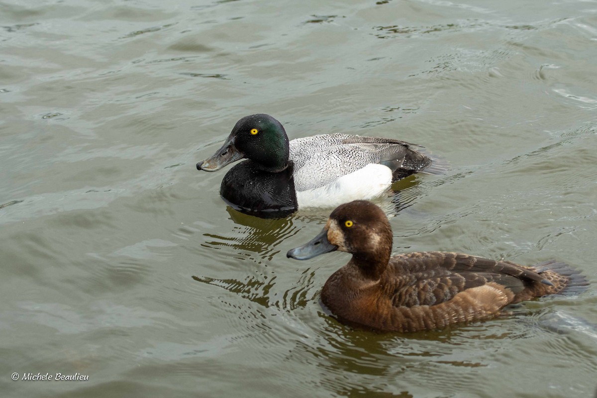 Greater Scaup - ML307705931