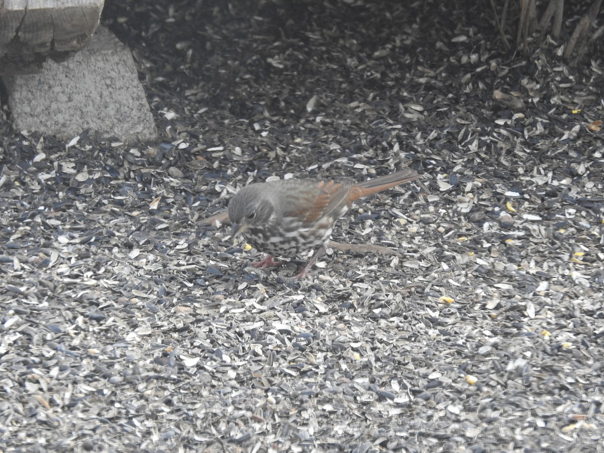 Fox Sparrow (Slate-colored) - ML307708261