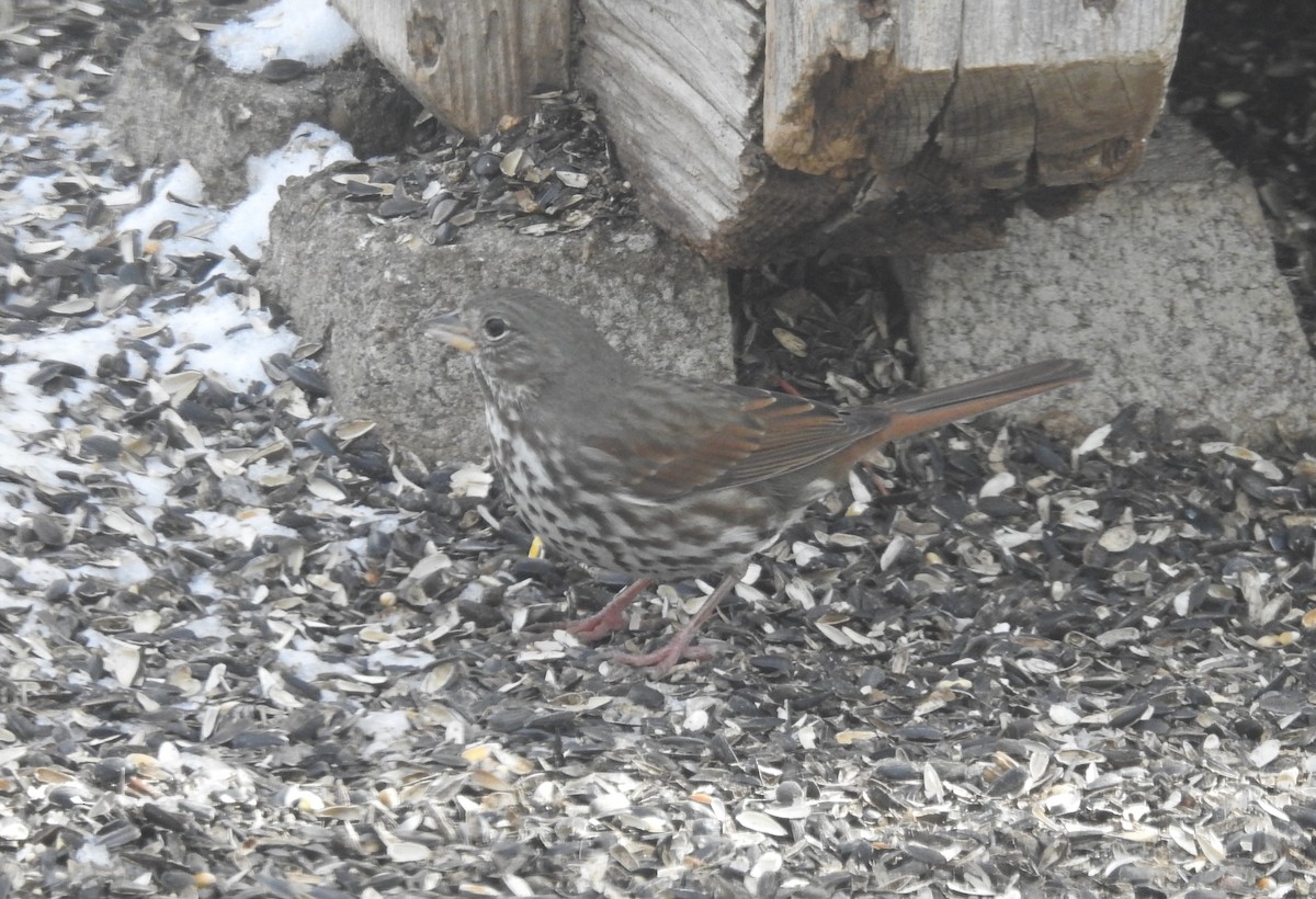 Fox Sparrow (Slate-colored) - ML307708301