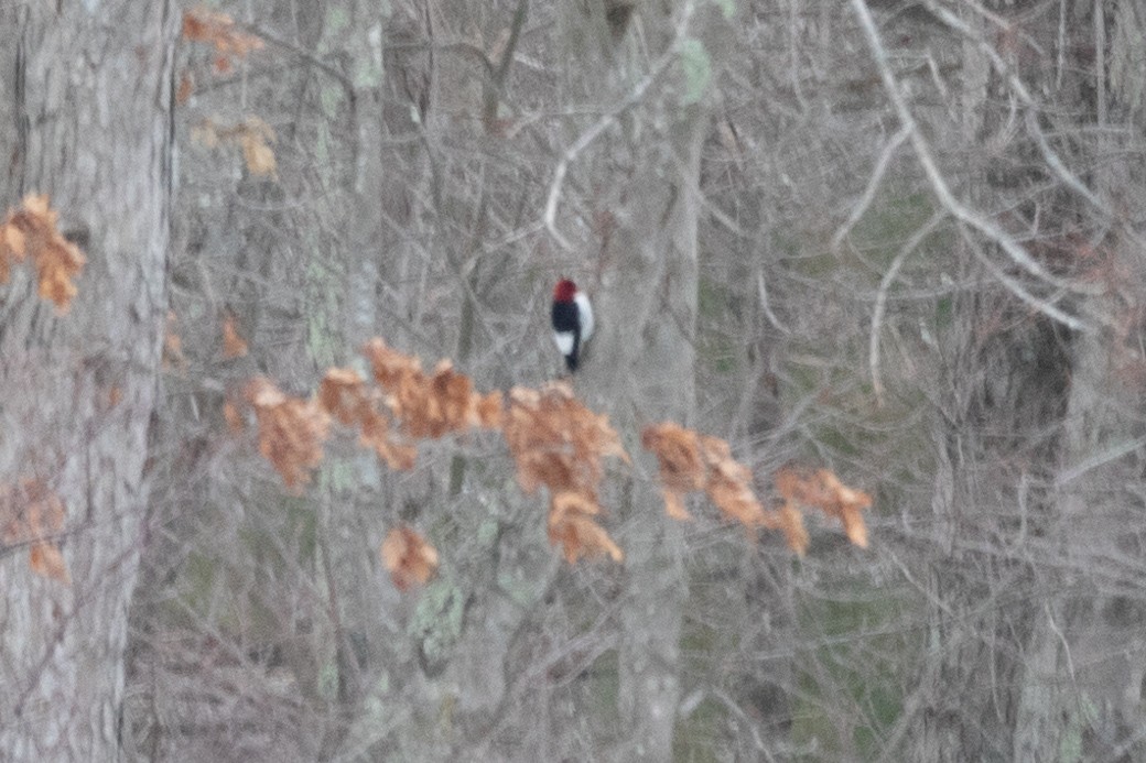 Red-headed Woodpecker - ML307714781