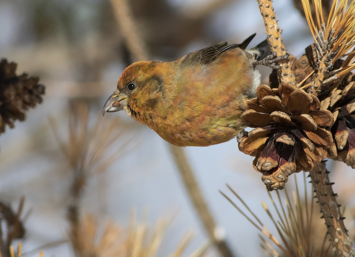 Red Crossbill - John Gluth