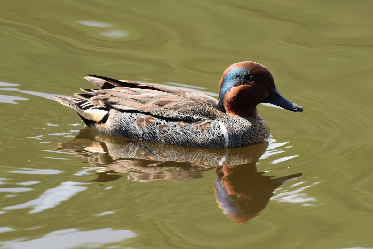 Green-winged Teal - ML307728961