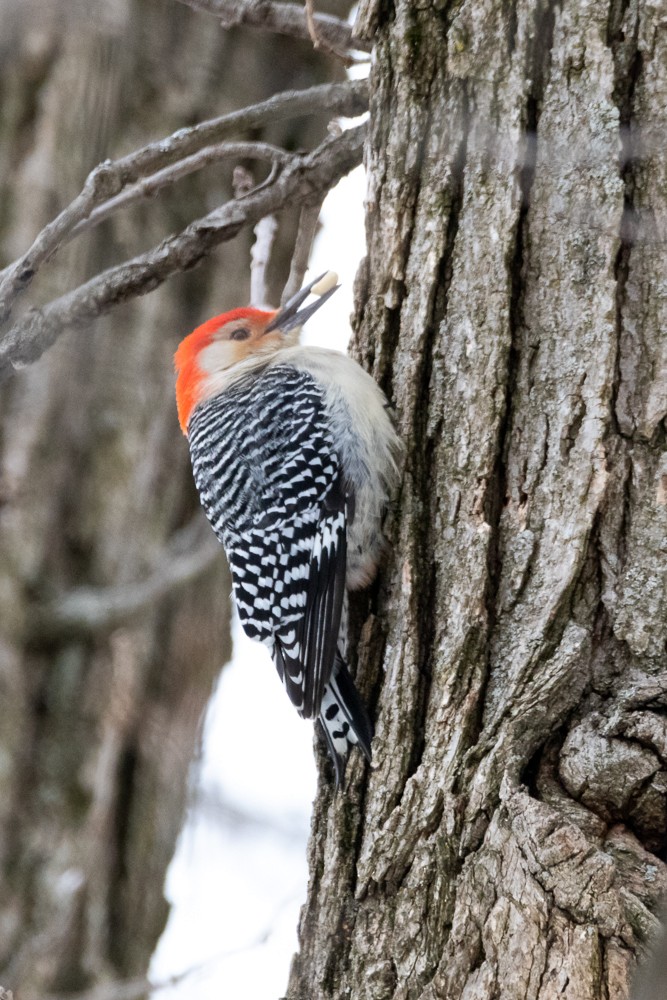 Red-bellied Woodpecker - ML307735251