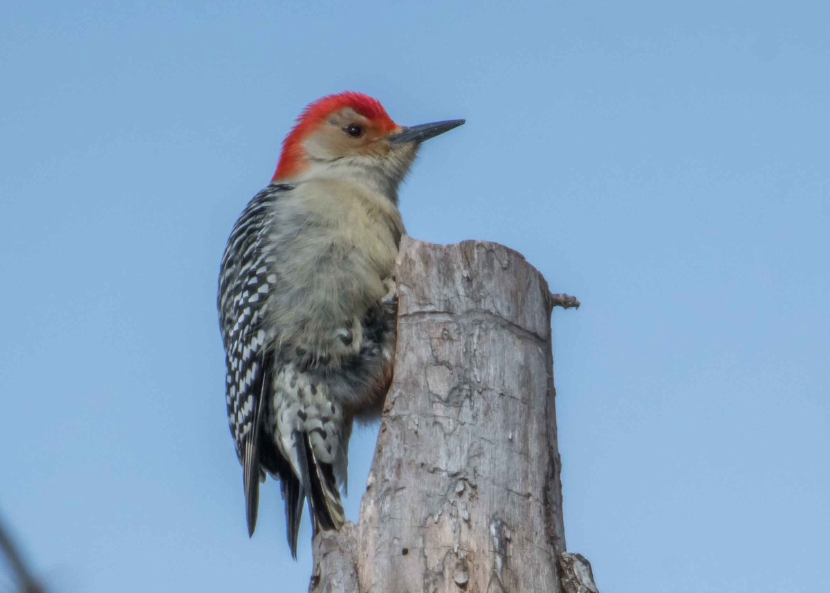 Red-bellied Woodpecker - Harrison Ponn