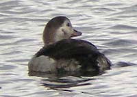 Long-tailed Duck - ML30774471
