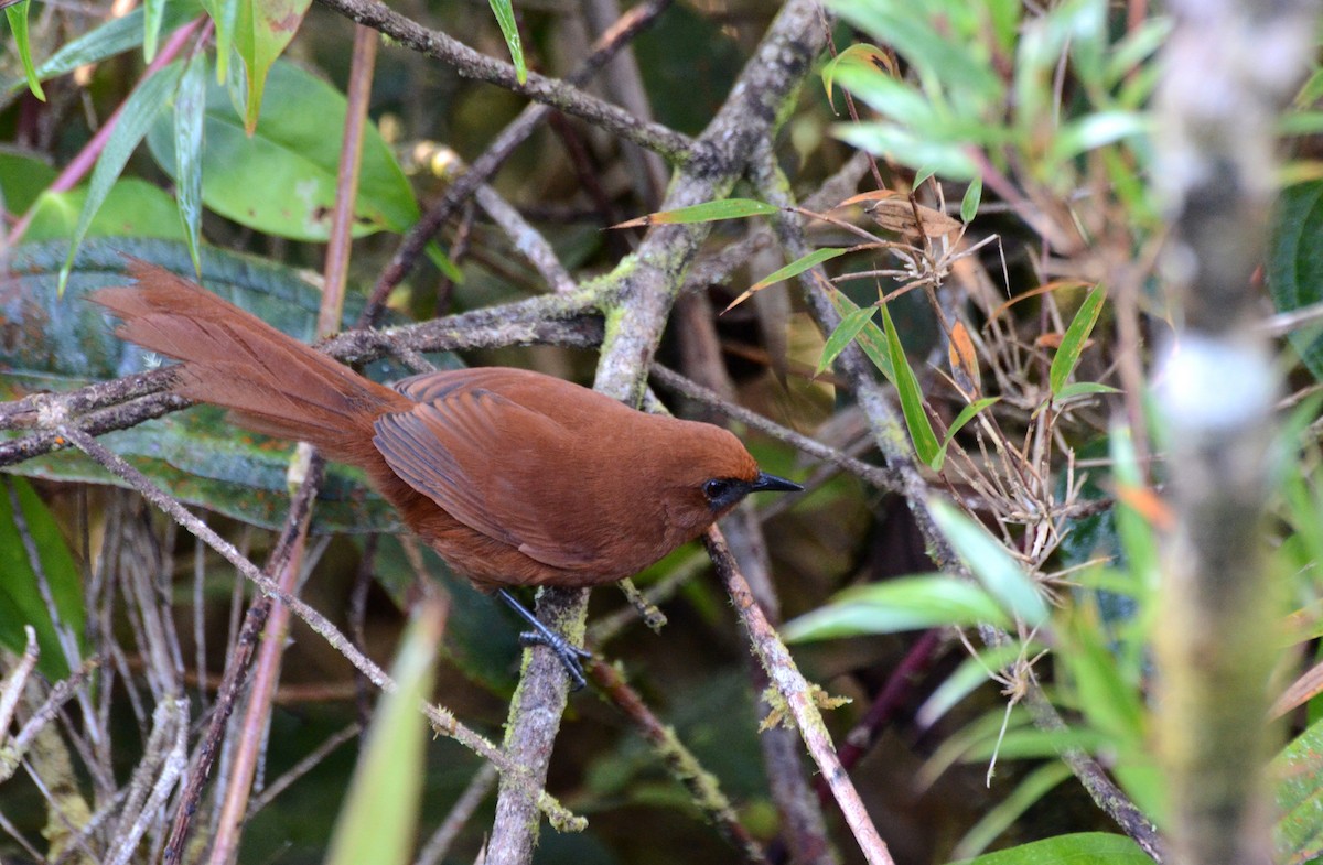 Rufous Spinetail - David M. Bell