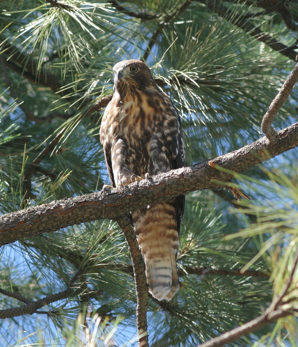 Red-tailed Hawk - ML30776711