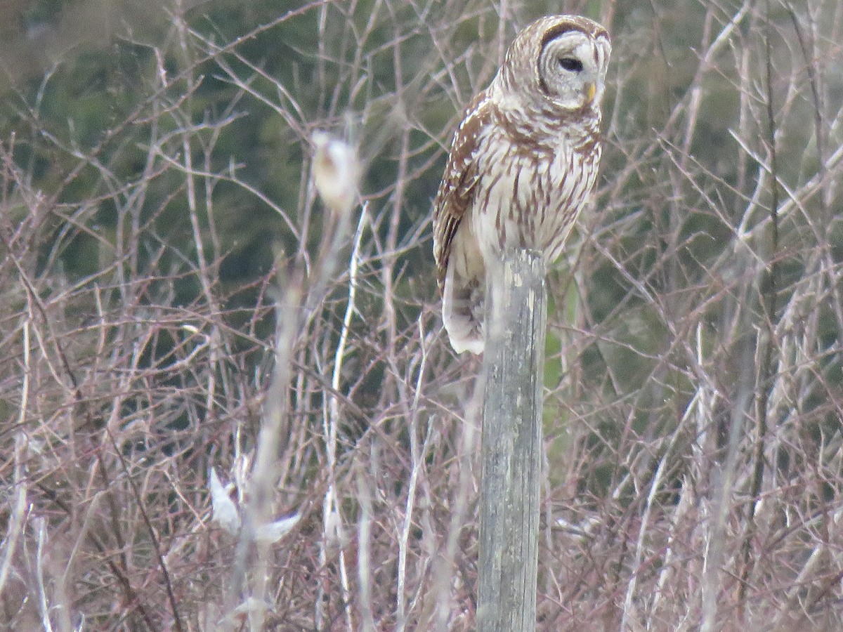 Barred Owl - D Woolverton