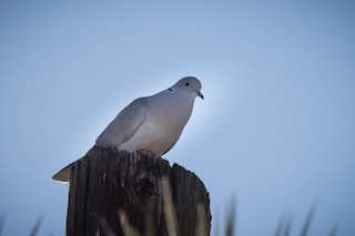 Eurasian Collared-Dove, ML307771011