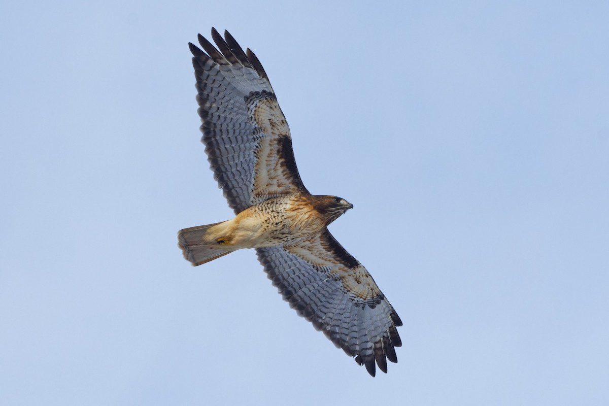 Red-tailed Hawk - ML307772771