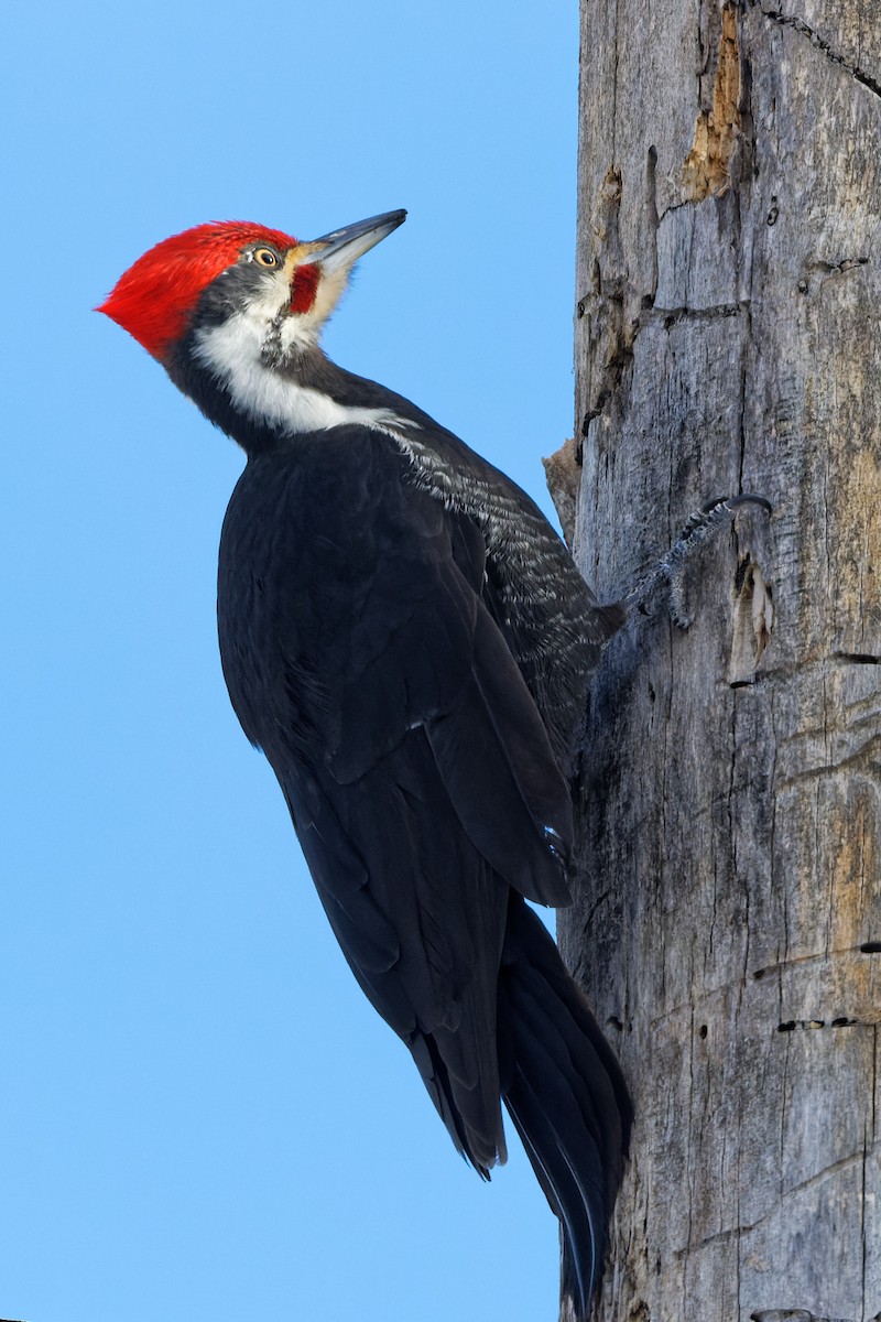 Pileated Woodpecker - Daniel Eslake