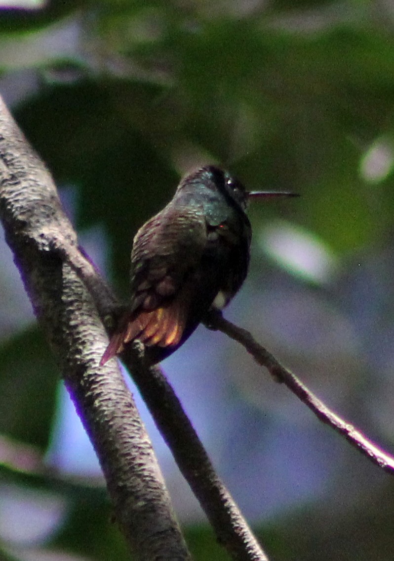 Berylline Hummingbird - ML30777321