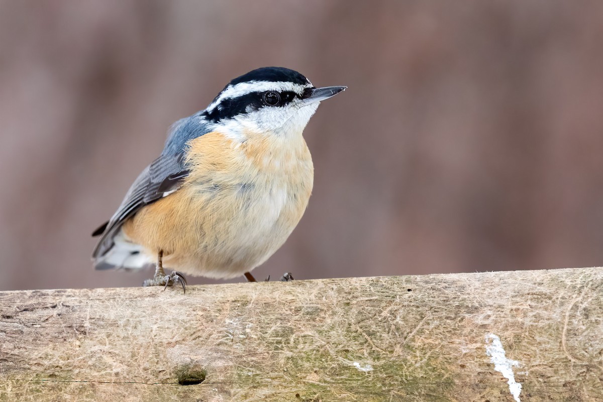 Red-breasted Nuthatch - ML307774321