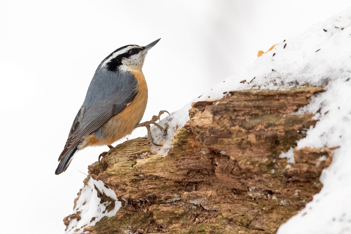 Red-breasted Nuthatch - ML307774341
