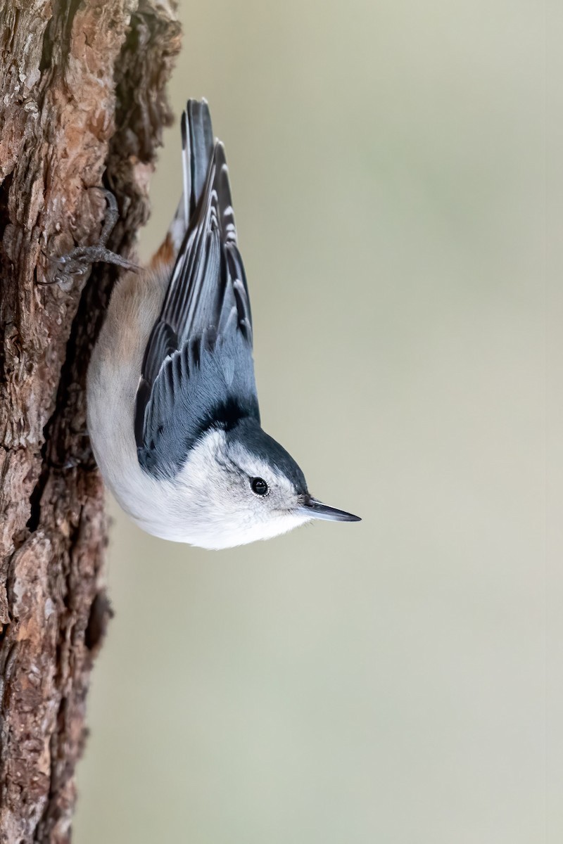 White-breasted Nuthatch (Eastern) - ML307775241