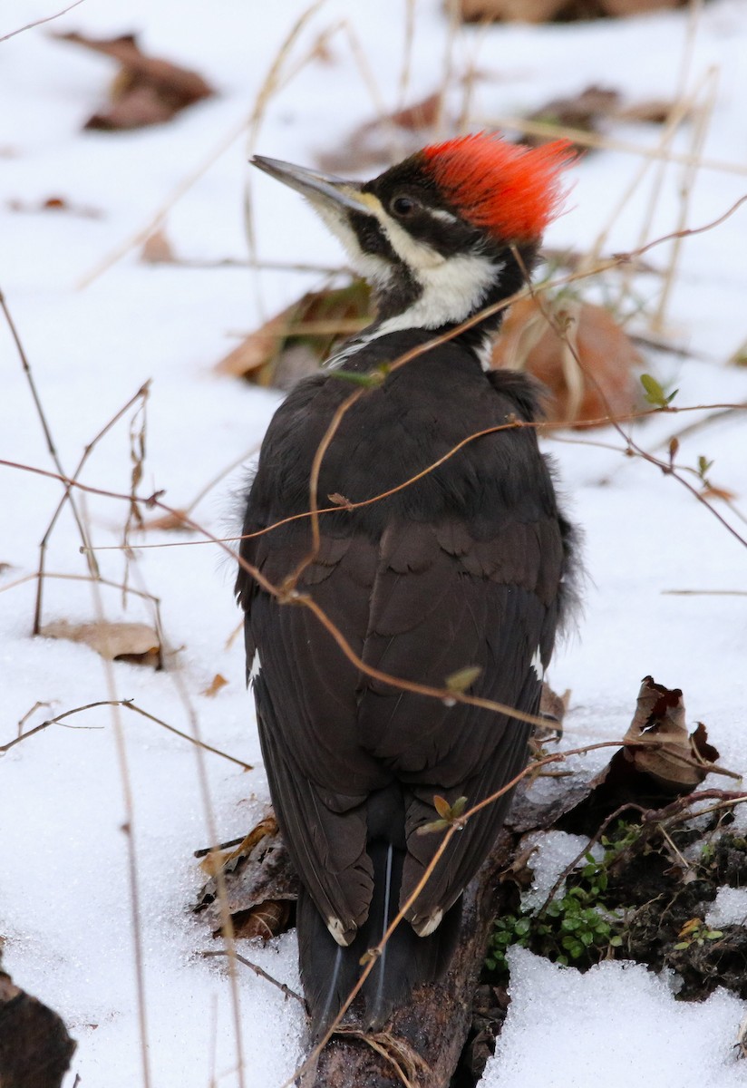 Pileated Woodpecker - ML307775501