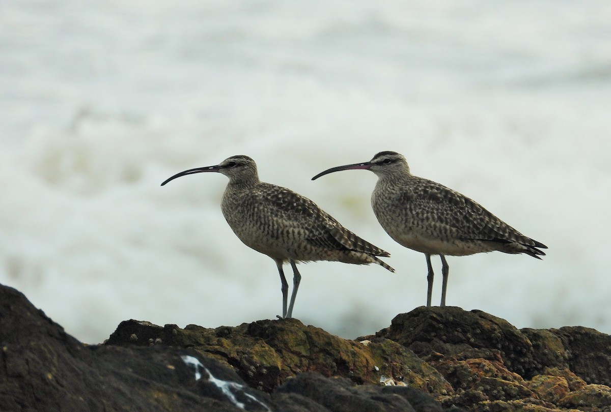 Whimbrel - Gonzalo Millacet