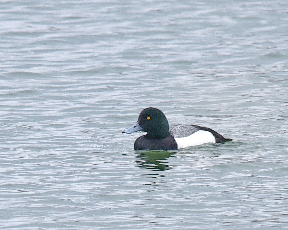 Greater Scaup - ML307788481
