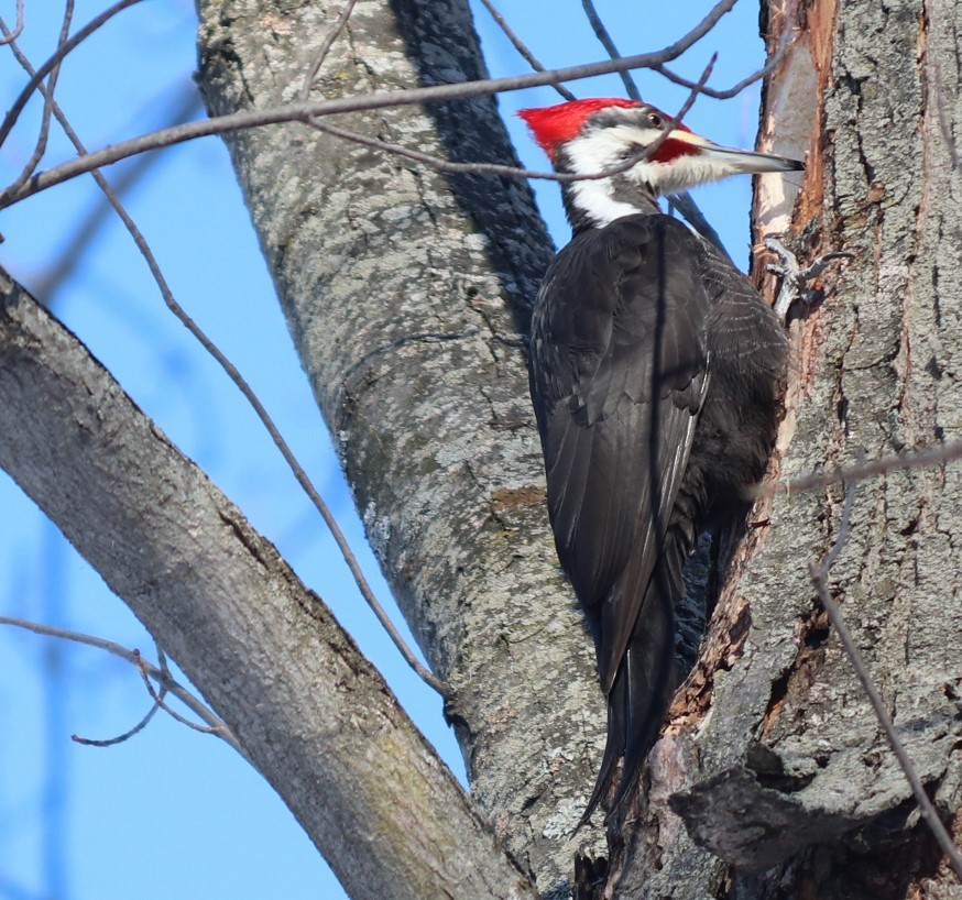Pileated Woodpecker - ML307790241