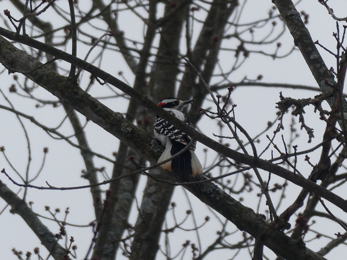 Hairy Woodpecker - M. Jordan