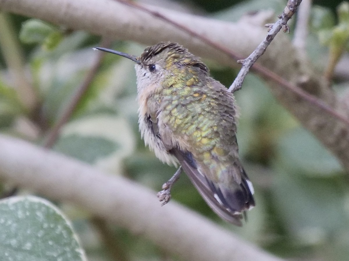 Calliope Hummingbird - ML307798101