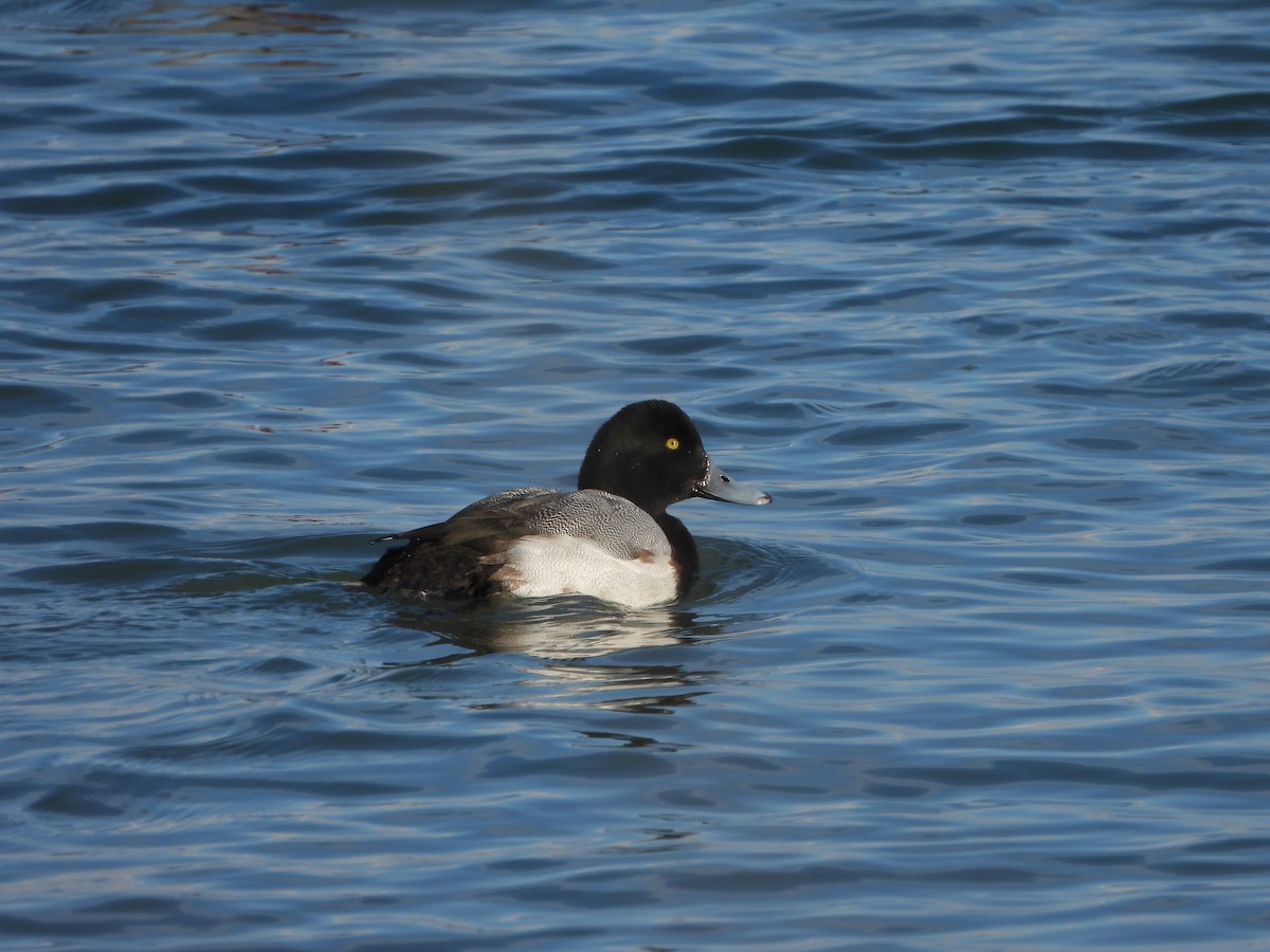 Greater Scaup - ML307810371