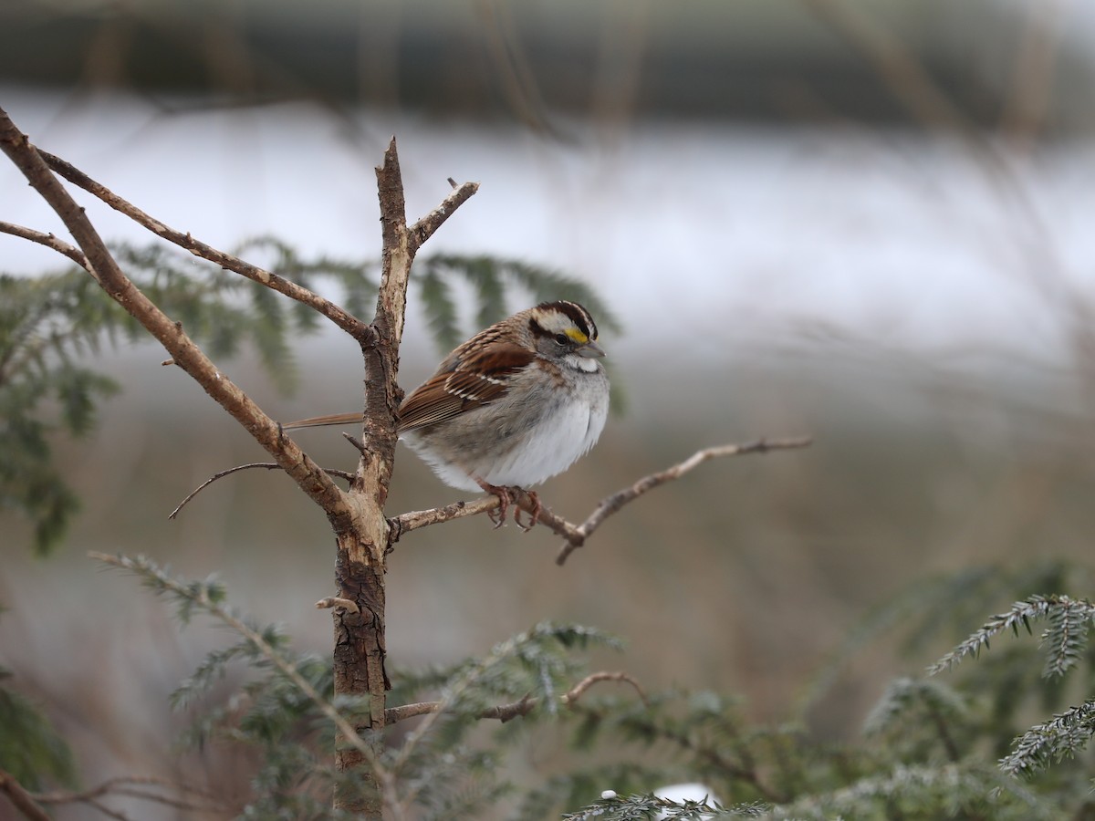 White-throated Sparrow - ML307815411