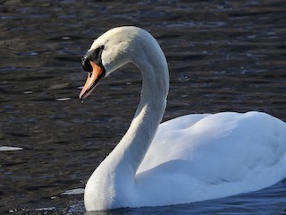 Mute Swan, ML307816091