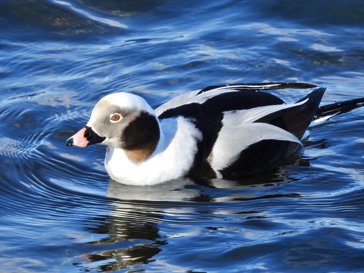 Long-tailed Duck - ML307816771
