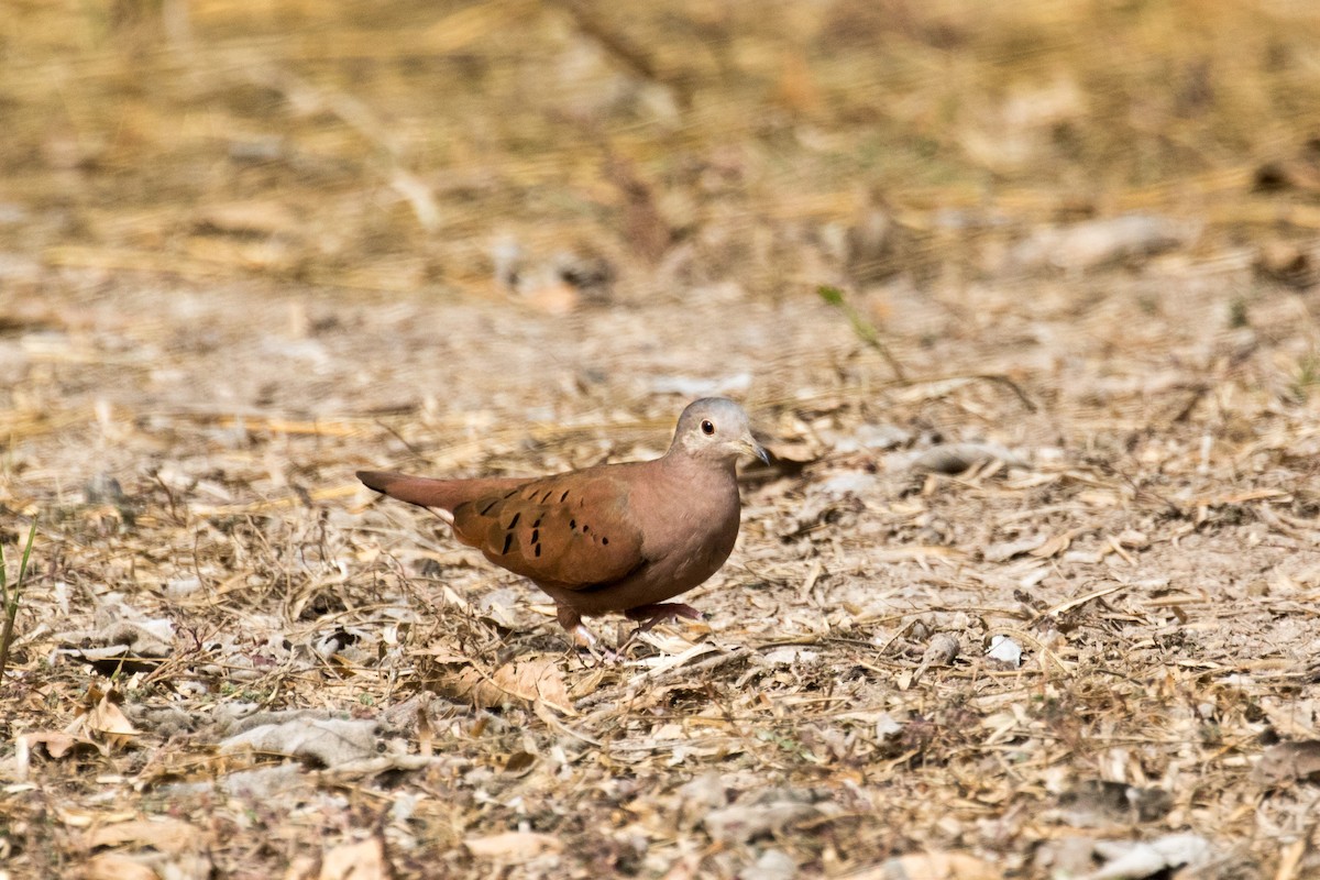 Ruddy Ground Dove - ML307816901